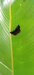 Lepidoptera