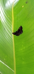 Lepidoptera