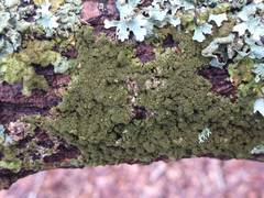 Melanohalea elegantula