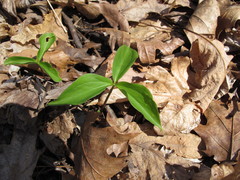 Trillium grandiflorum