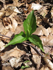 Trillium grandiflorum