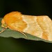 Alluring Schinia Moth - Photo (c) Jason M Crockwell, some rights reserved (CC BY-NC-ND), uploaded by Jason M Crockwell
