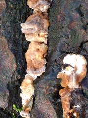 Bjerkandera fumosa