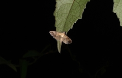Ategumia
