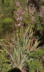 Watsonia knysnana