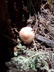 Fungi