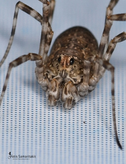 Rafalskia cretica