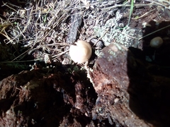 Fungi