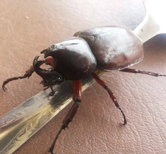 Xylotrupes gideon