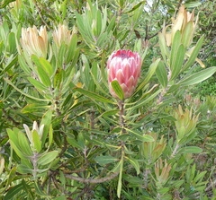 Protea × hybrida