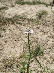 Cakile maritima euxina