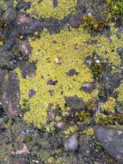 Flavoplaca flavocitrina