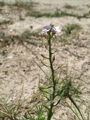 Cakile maritima euxina