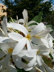 Plumeria