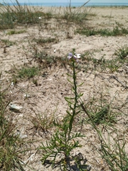 Cakile maritima euxina