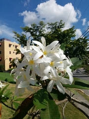 Plumeria