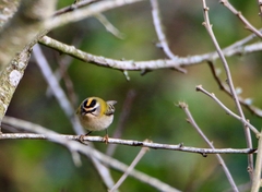 Regulus ignicapilla