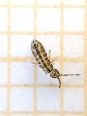 Isotomoidea