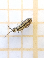 Isotomoidea