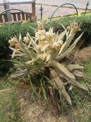 Espeletia pycnophylla
