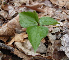 Trillium grandiflorum