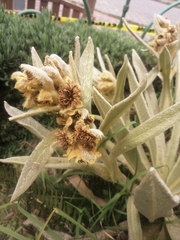 Espeletia pycnophylla