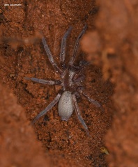 Scotophaeus scutulatus