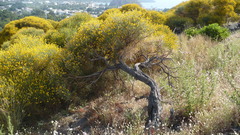 Genista thyrrena