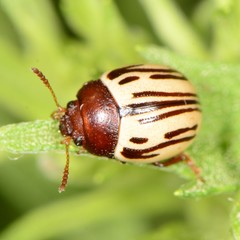 Zygogramma disrupta
