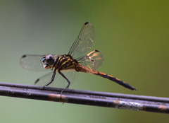 Cannaphila