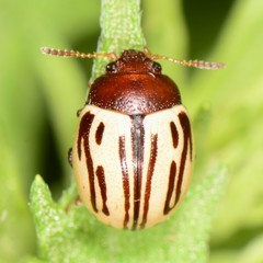 Zygogramma disrupta