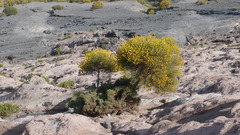 Genista thyrrena
