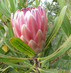 Protea × hybrida