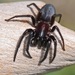 Tube-dwelling Spider - Photo (c) fotis-samaritakis, some rights reserved (CC BY-NC), uploaded by fotis-samaritakis