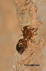 Synageles dalmaticus