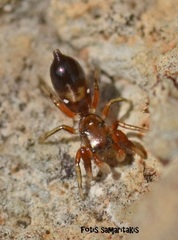 Synageles dalmaticus