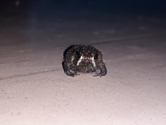Breviceps