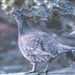 Dusky Grouse - Photo (c) Jerry Oldenettel, some rights reserved (CC BY-NC-SA)