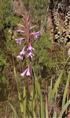 Watsonia knysnana
