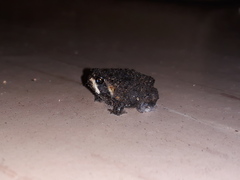 Breviceps