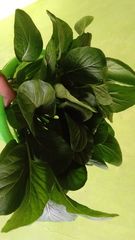 Brassica chinensis
