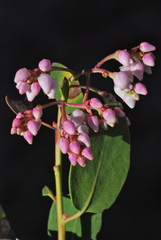 Arctostaphylos australis