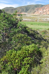 Arctostaphylos australis