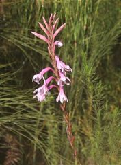 Watsonia knysnana
