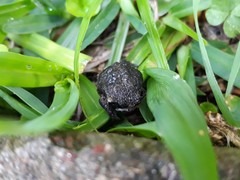 Breviceps