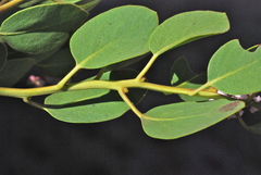 Arctostaphylos australis