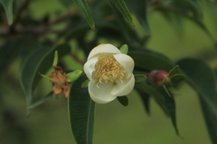 Calycolpus moritzianus