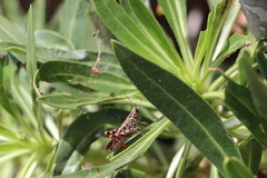 Calliptamus plebeius