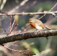 Erithacus rubecula