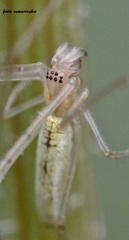 Tetragnatha montana